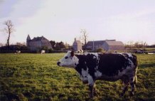 maisonvache.jpg (8824 octets)
